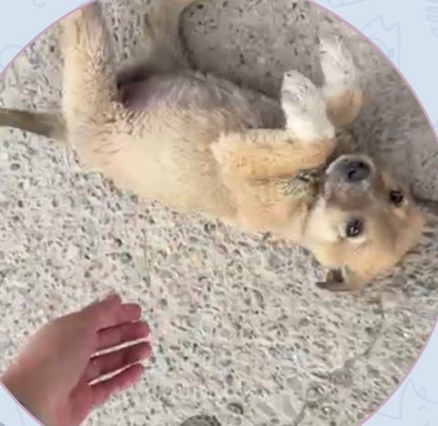 отдам щенка даром