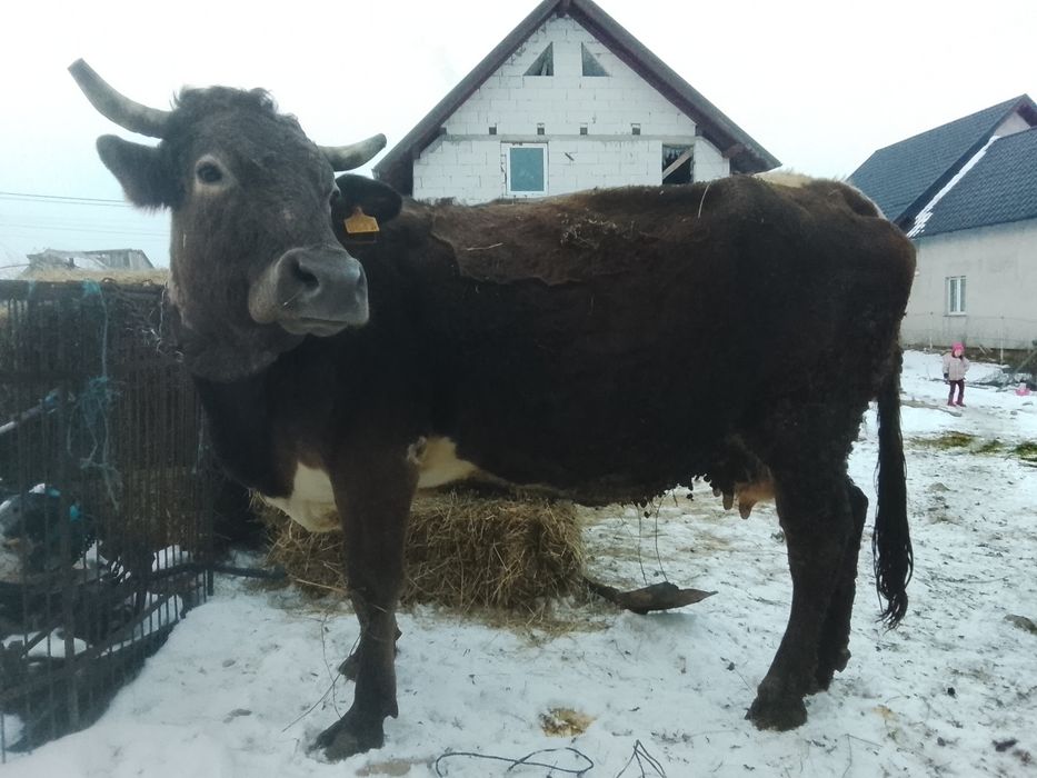 Vnd vaca bruna gestante an 8 luni SI jumătate SI vine cu al 4 vițel ai