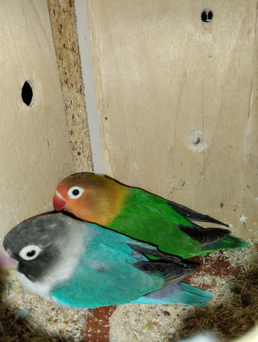 Сотилади неразлучник