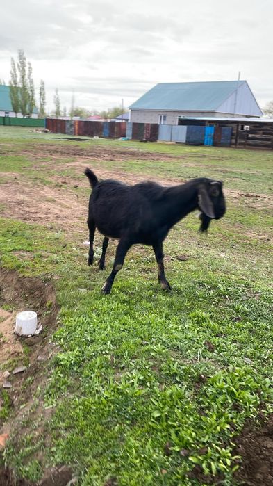 Нубийский козел продается.