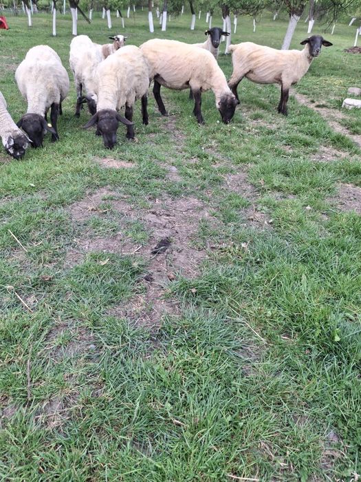 Miei suffolk  de vanzare