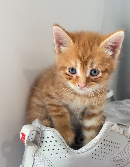 Котенок в добрые руки