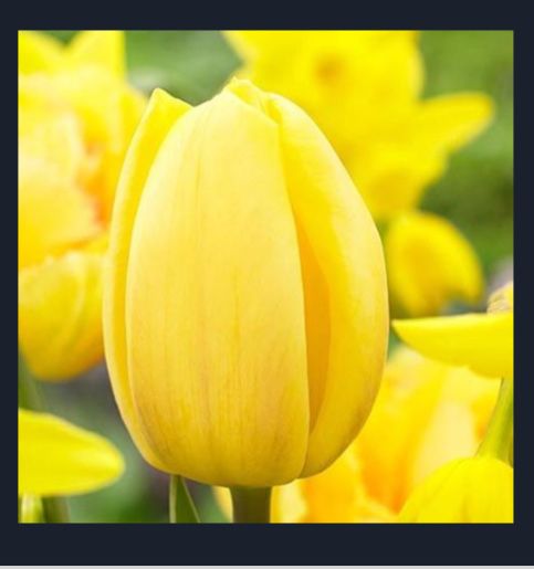 Тюльпаны оптом Алматы