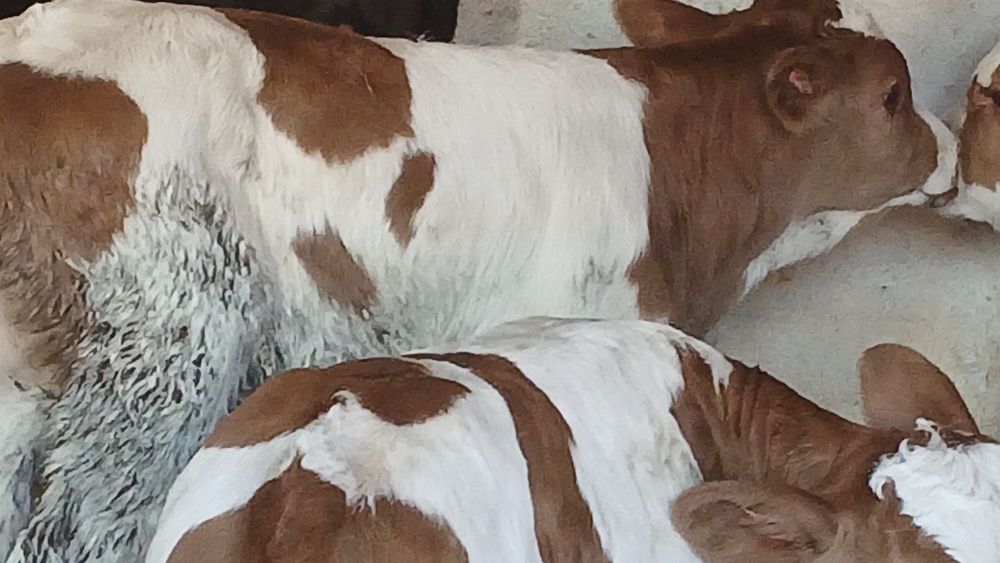 Vitei angus si baltata