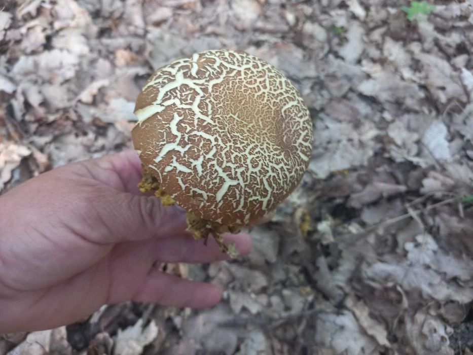 Hribi uscati 50 lei 100 grame