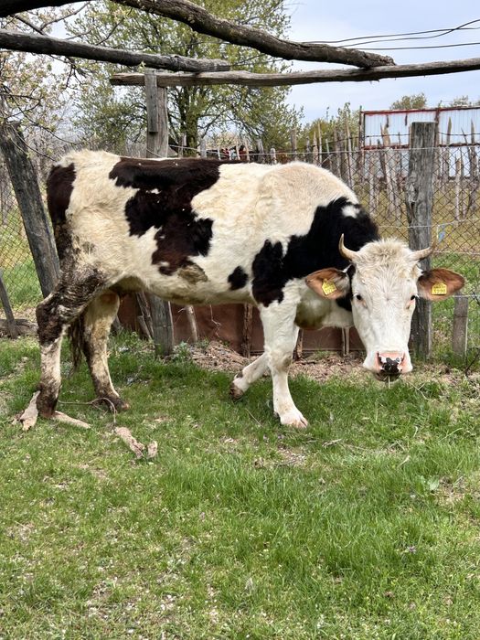 Vaca baltata romaneasca