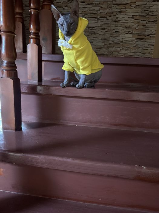 Котенок сфинкс 6 месяцев