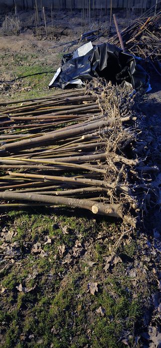 Павлония көшеттері