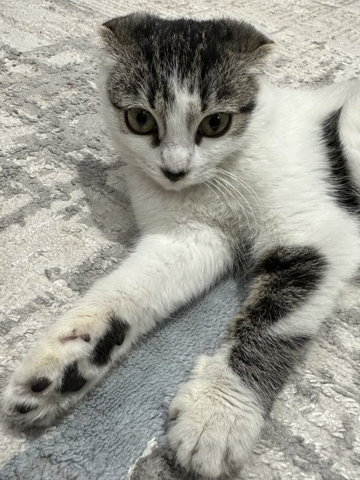 Котенок, шотландская вислоуха