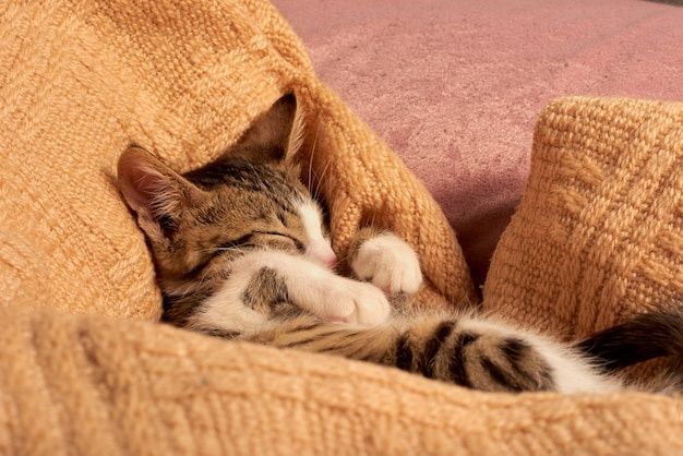 Передержка кошки  котика