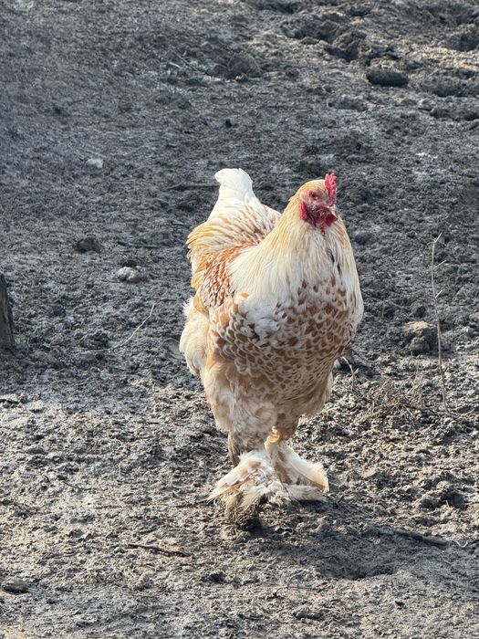 Gaini brahma colorate