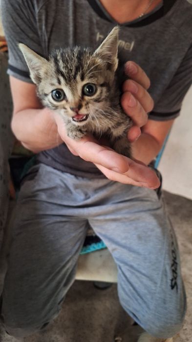 Отдадим котёнка 1мес мальчик