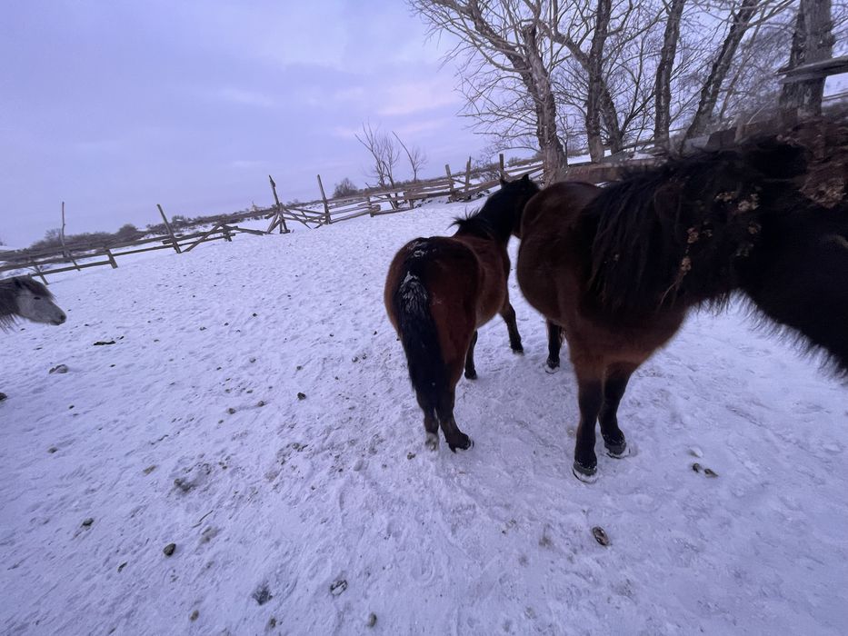 Продается жеребчик