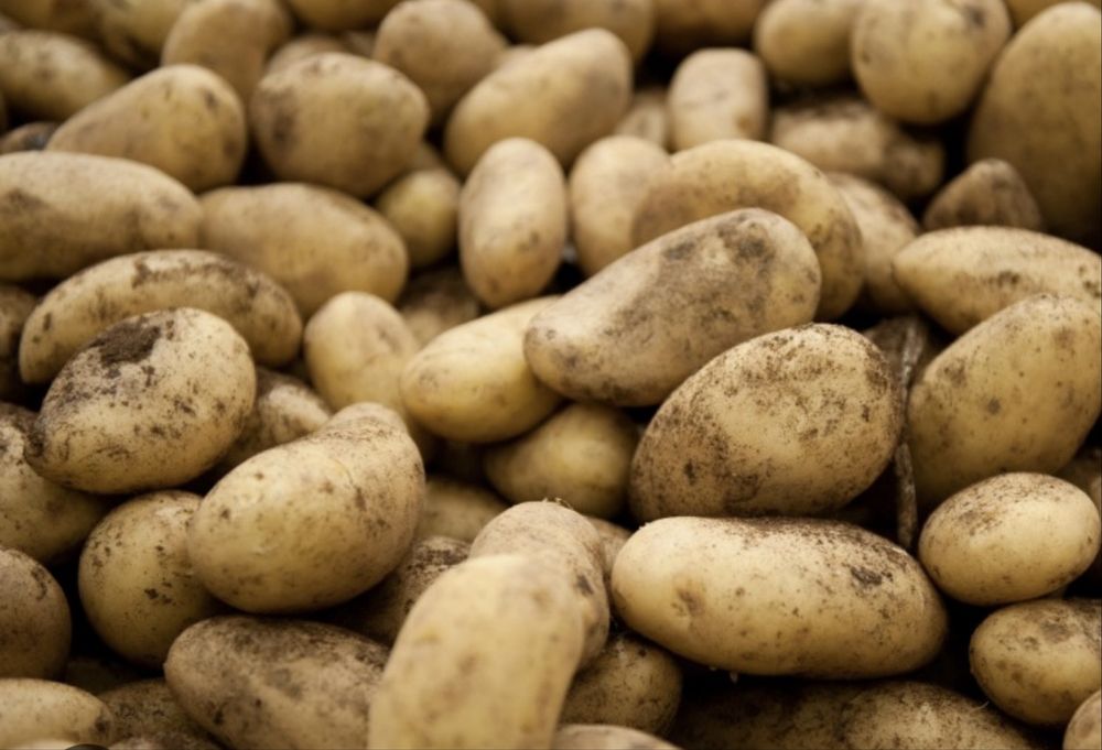 Продам домашний картофель