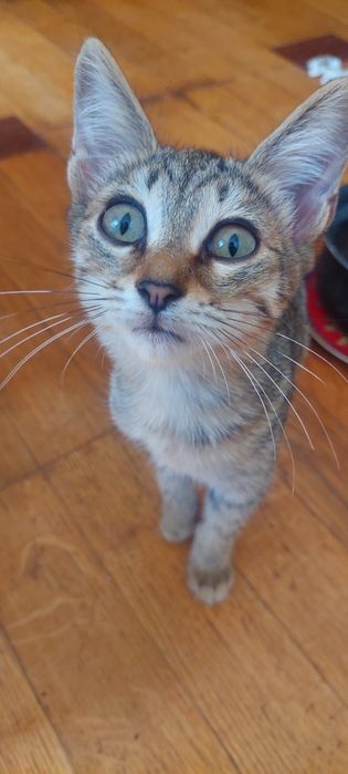 Котята 4 месяца.