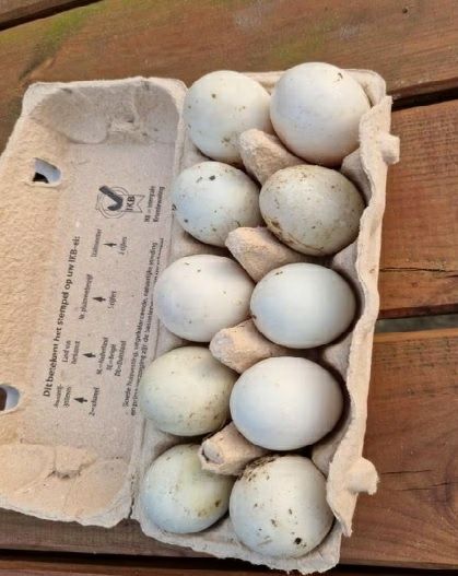 Oua de incubat de la rate Rouen, Pekin, Cayuga, si alergatoare indiene