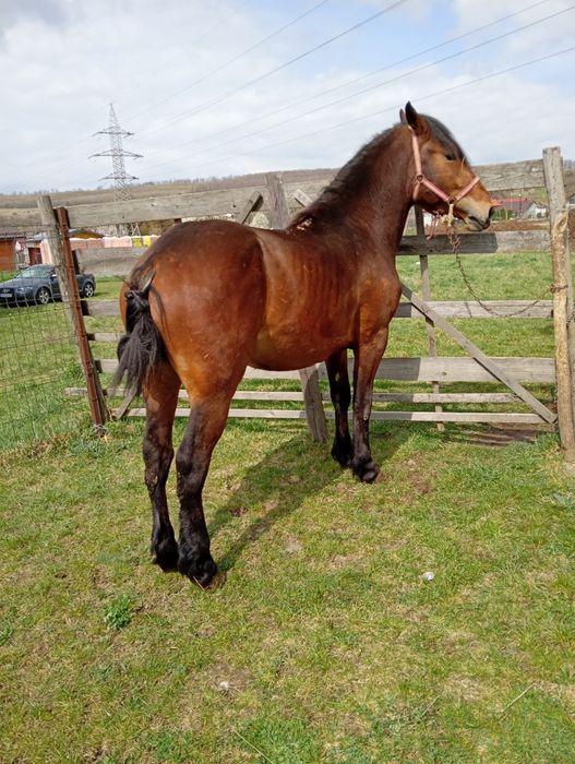 Vând Mânz de 2 ani