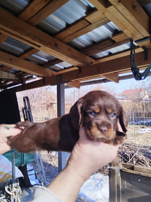 Продаётся очаровательный щенок кокер-спаниеля