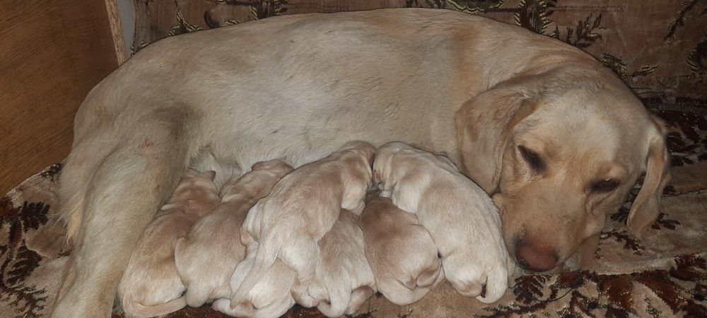 Щенки Лабрадор ретривер