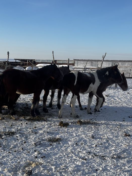Продам жеребцов 2-3 годовалые