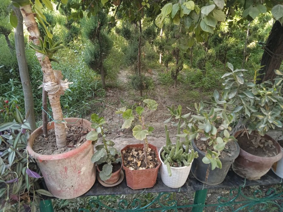 Tuvak gullar bor, turli xillaridan