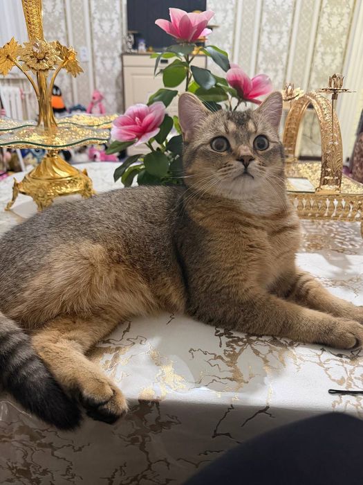 Zalatistiy shinshila viyaskaga