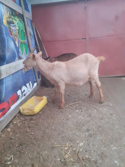 Vand 2 iede din mame bune