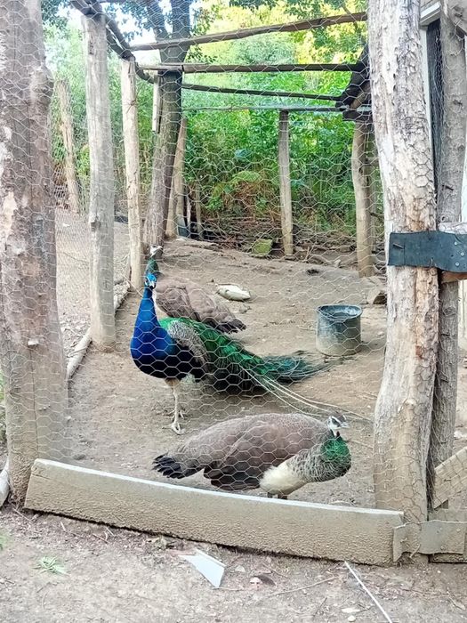 Vând păuni maturi pereche