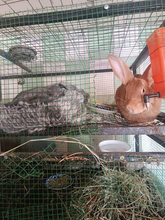 Quyonlar sotiladi Katta o'rtacha va 2ta kichik quyonlar bor jami 12ta