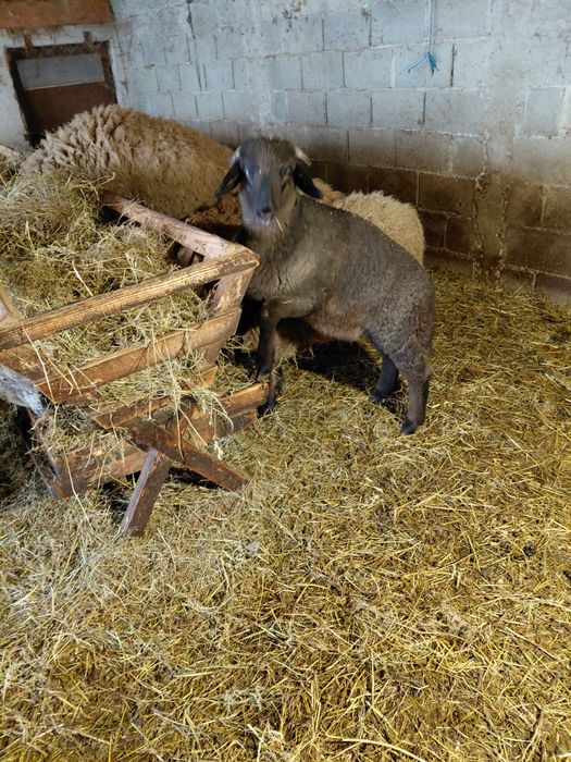 Vând miei de Paște sau de prasila