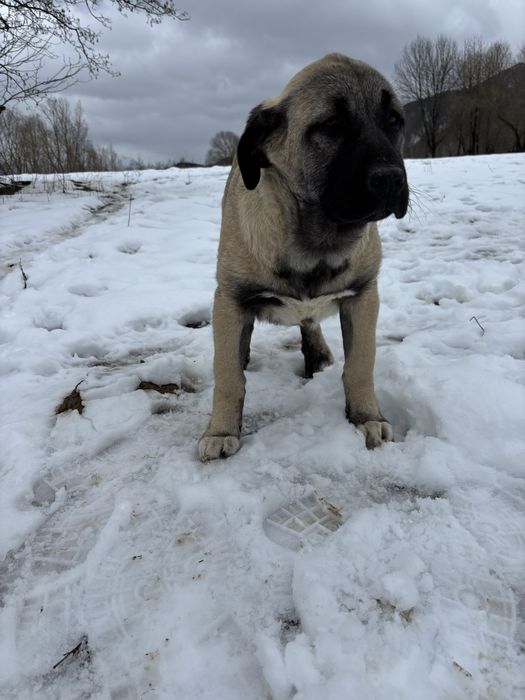 Kangal malakli cu pedigree