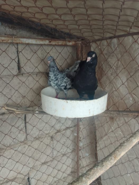 Челкари пара готовая