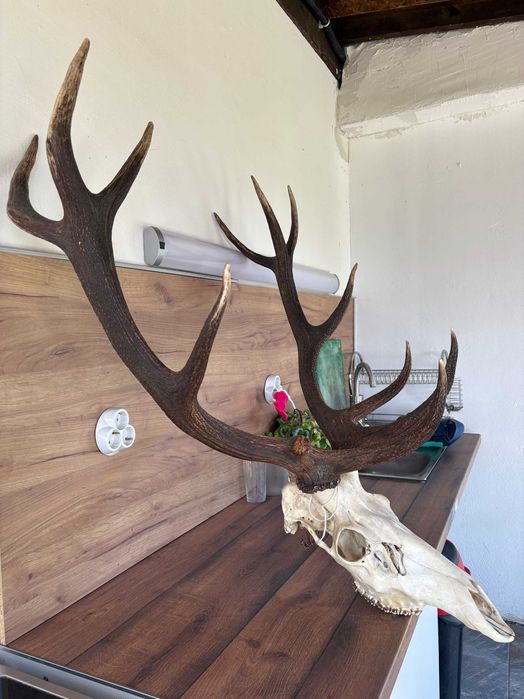 Рога на благороден елен - трофей
