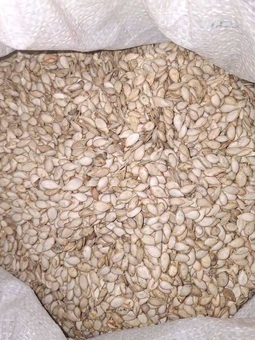 Muskat va gantel oshqovoq urug'lari sotiladi (kafolati bilan)