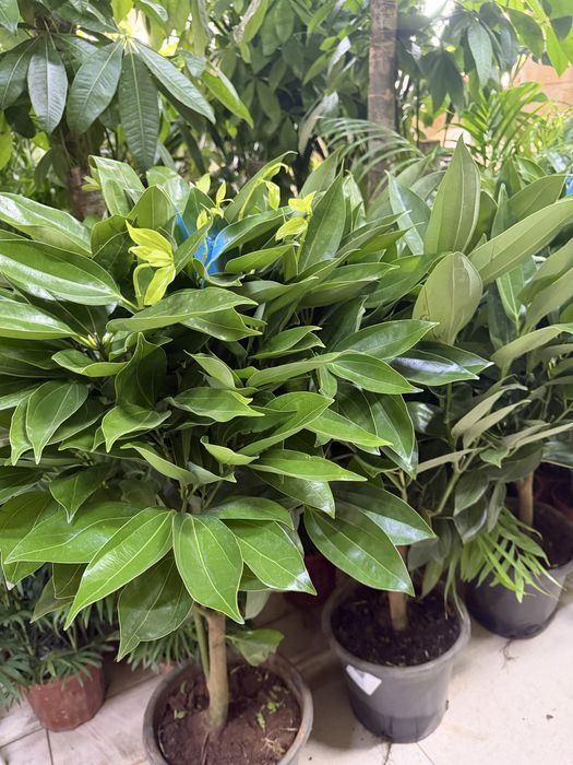 Цветы для офисных помещении