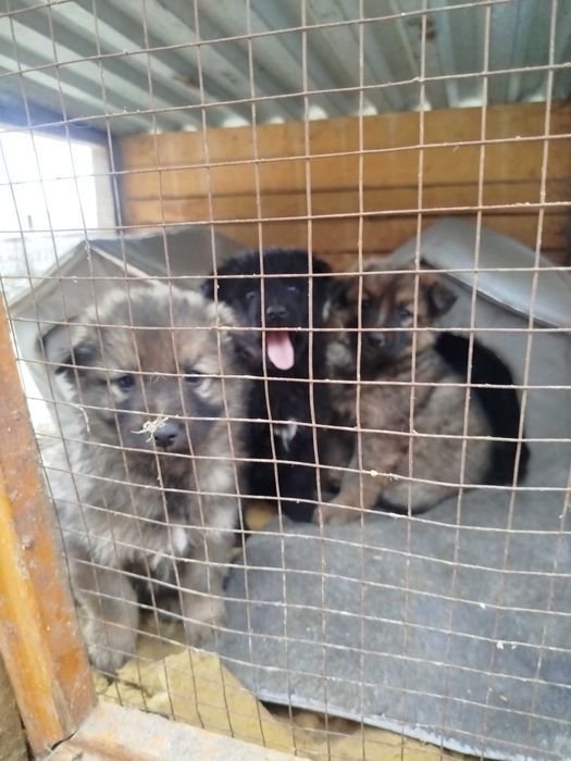 щенки продается немецкои овчарки