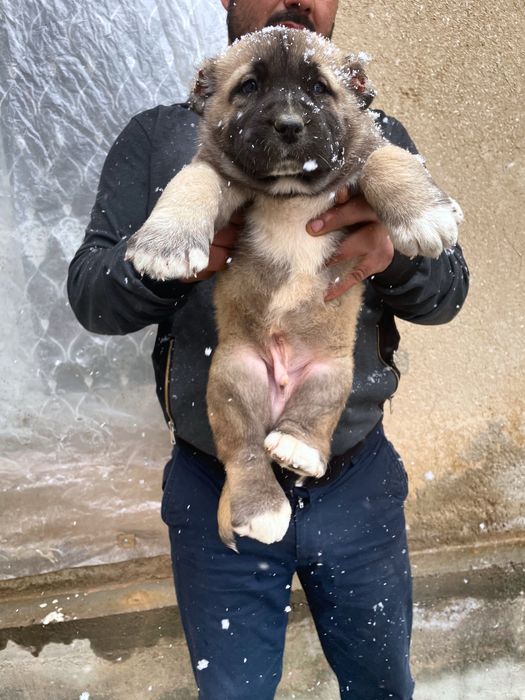 Щенок Турецкого Кангала ( чистокровный )