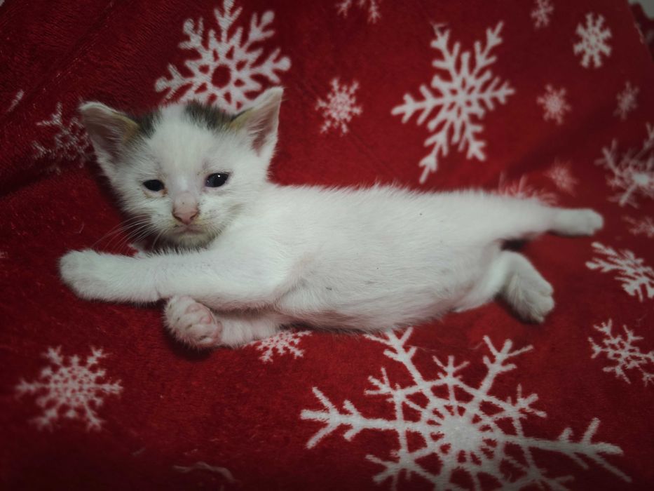 Adopție pisoi București