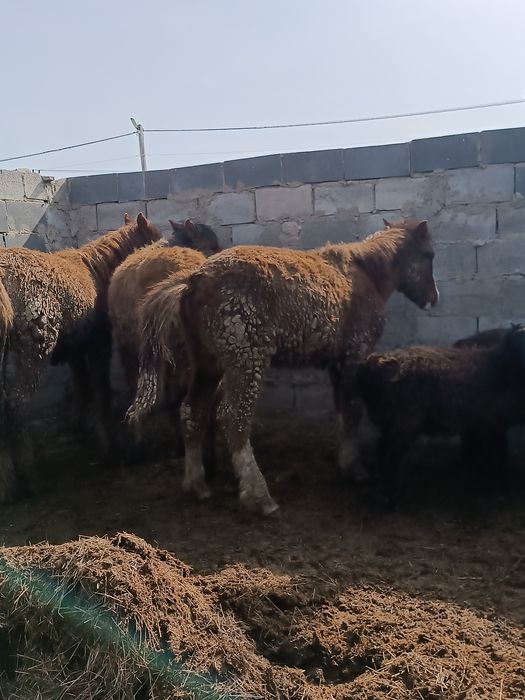 Продаю Лощади Жабағылар