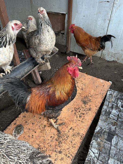Продам кур и петухов