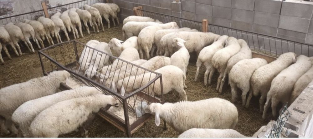 Агне / АГНЕТА за Великден