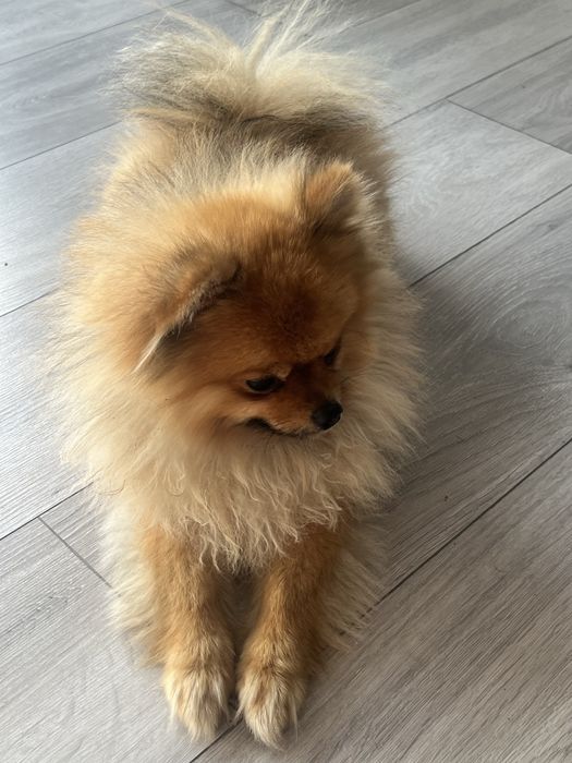 Щпец немецкий 10 месяцев