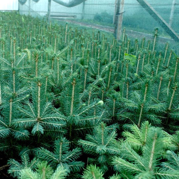 Ель голубая (колючая глаука)