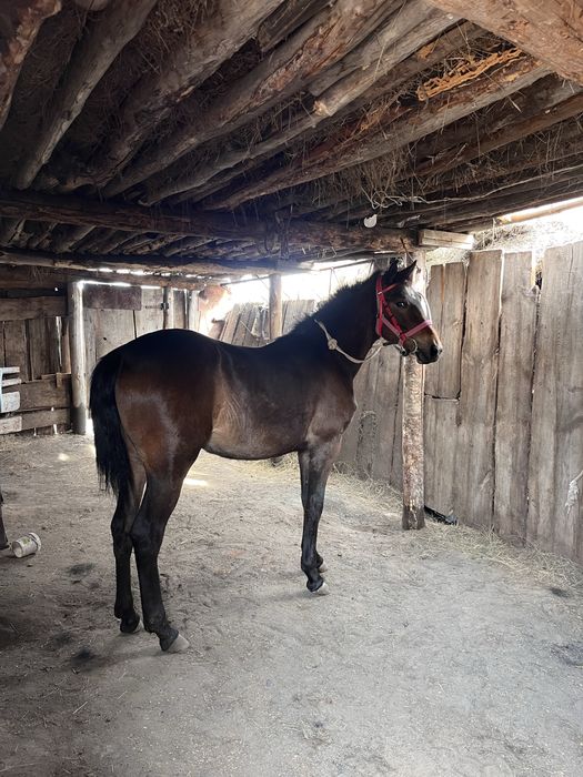 чк колтума тай полторашка