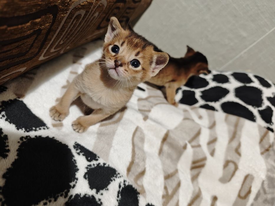 Абиссинские котята