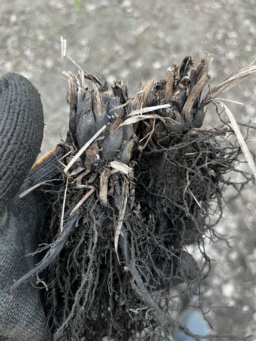 Папоротник многолетний