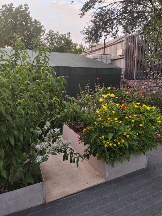 цветы семена ночная красавица