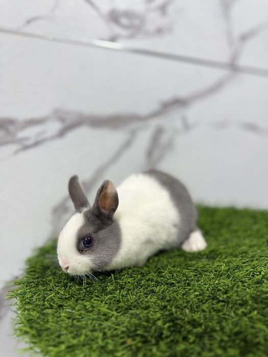 Подарок детям Карлик миниатюрные кролики