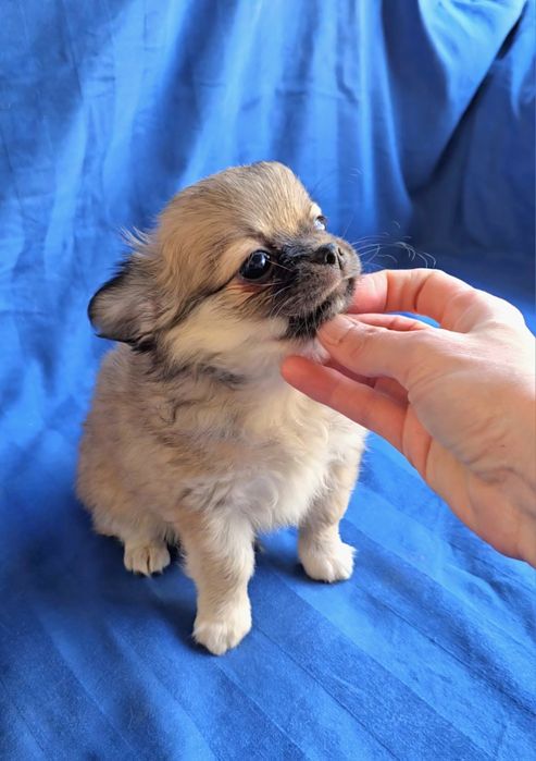 Мальчик чихуахуа