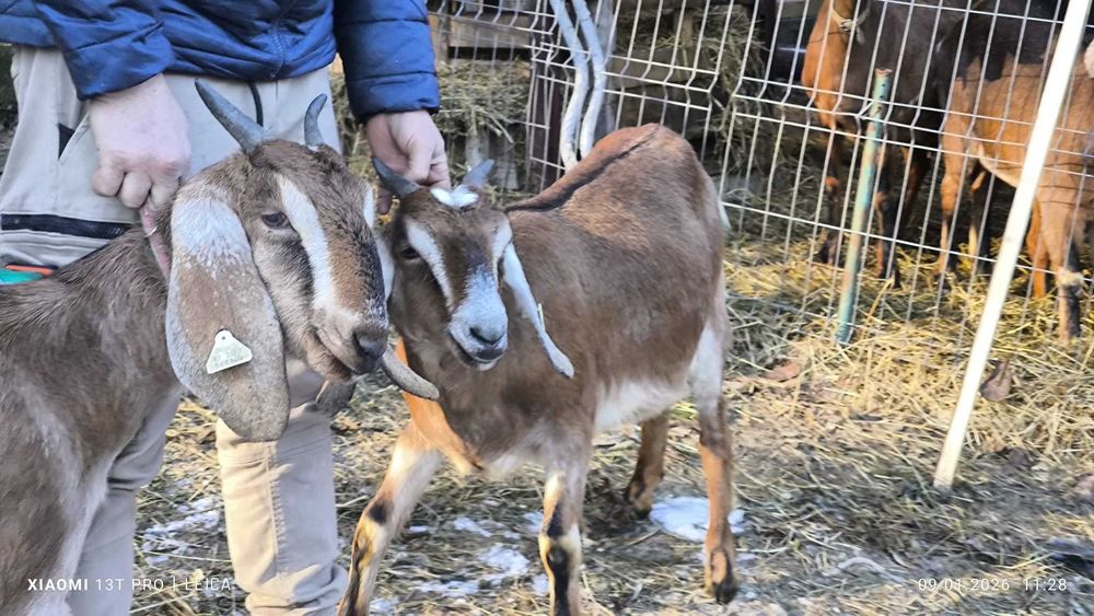 Capre anglonubian cu certificat (pedigree)